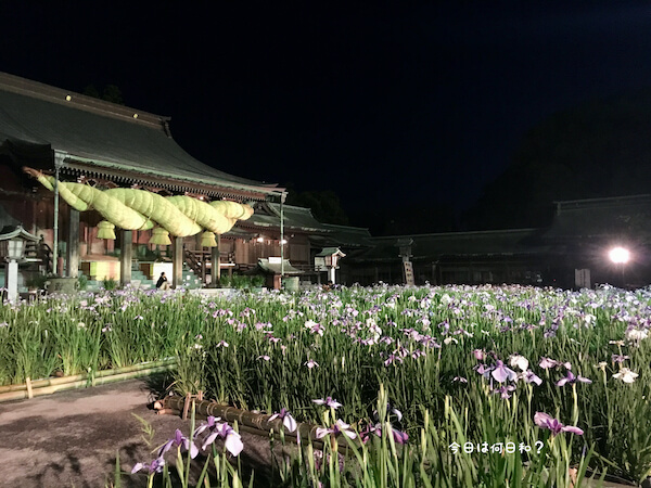 宮地嶽神社花菖蒲の夜間ライトアップ